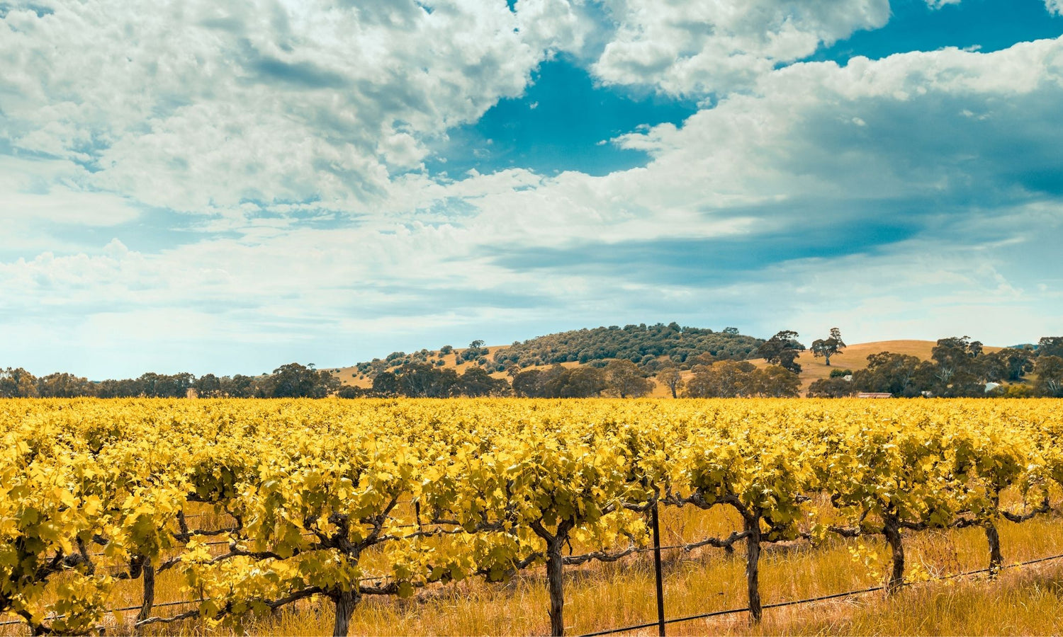 vineyard in barossa valley in australia