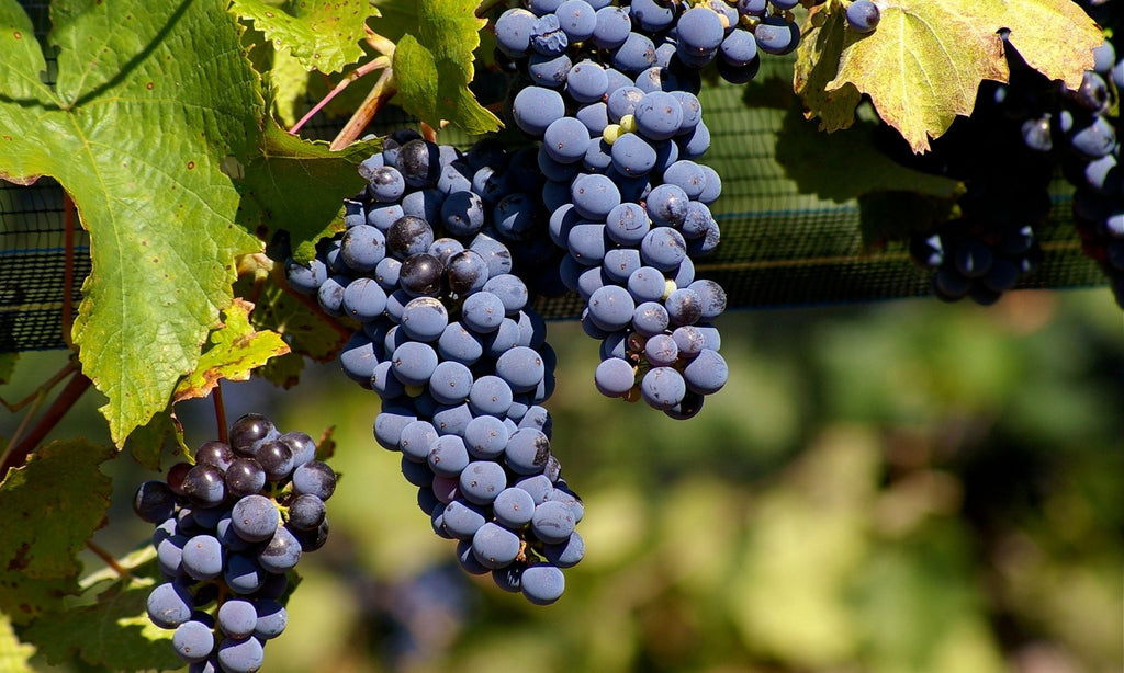 malbec-grapes-wine