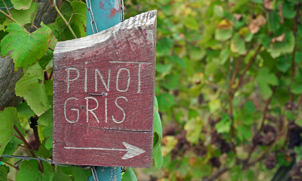 Pinot Grigio vs Pinot Gris: Is There a Difference?