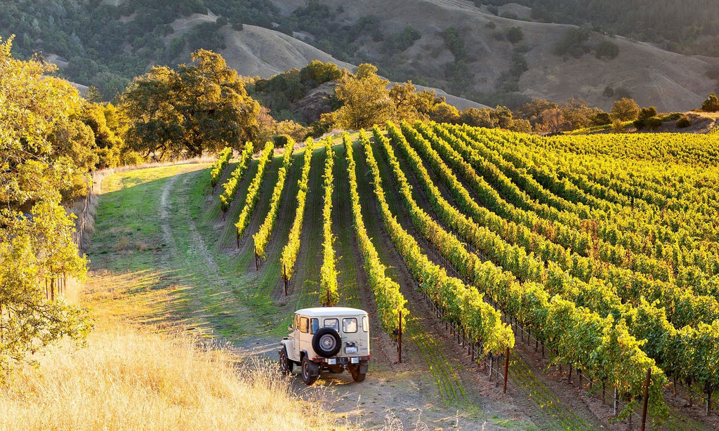 climate change and wine