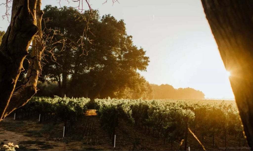 sand point lange twins family vineyards in lodi california