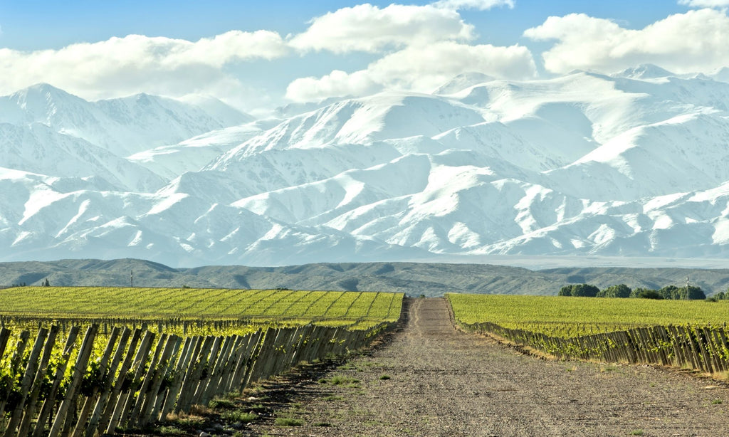 argentina mendoza vineyards with andes mountains in background