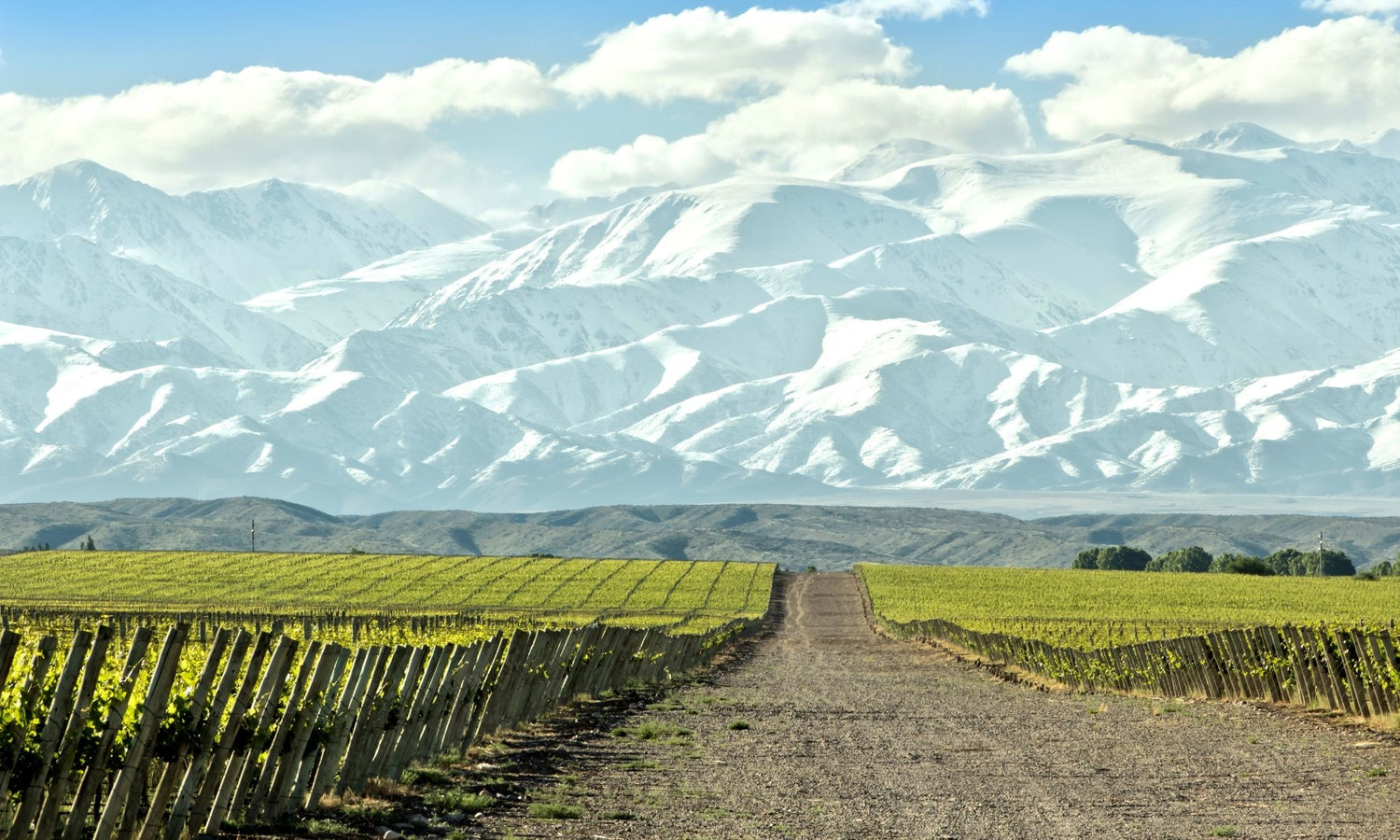 argentina mendoza vineyards with andes mountains in background